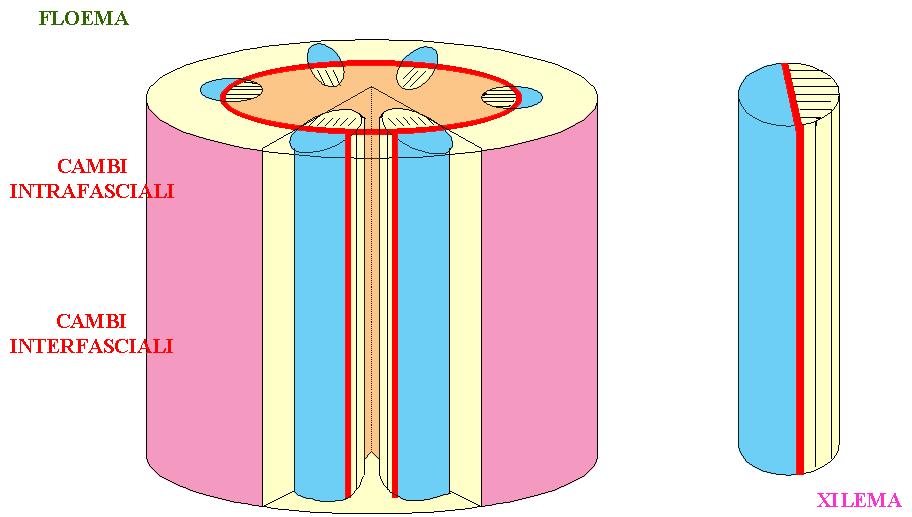 FORMAZIONE DELL ANELLO CAMBIALE NEL FUSTO DELLE DICOTILEDONI FLOEMA MIDOLLO XILEMA CORTECCIA