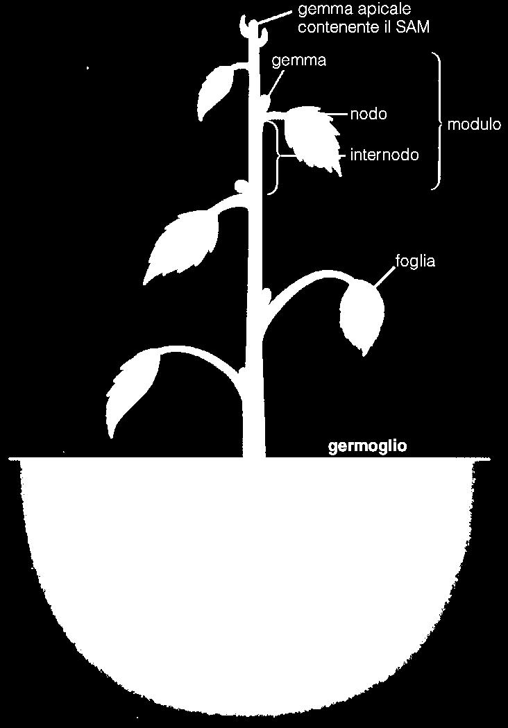 Il germoglio Parte aerea della pianta che si origina dall embrione.