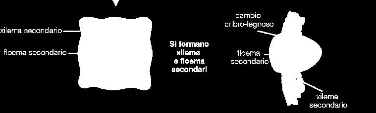 Il cambio cribro-legnoso è un meristema dello spessore di una o due cellule, ma prolifera in due direzioni: verso l nterno produce Xilema secondario e verso l esterno Floema secondario.