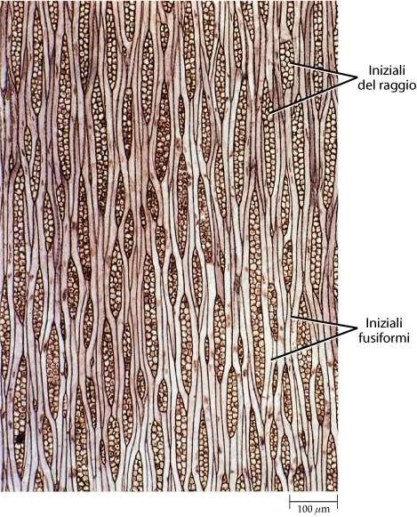 cribro-legnoso di Robinia pseudoacacia (stratificato: le