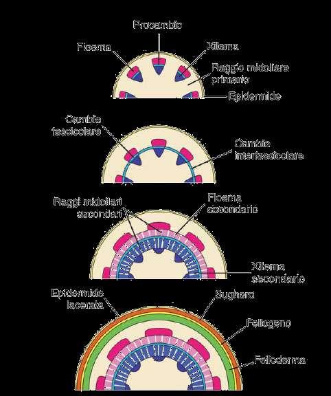 CLIMI TROPICALI: in molte specie le cellule del cambio si dividono in modo più o meno continuo durante tutto l anno e gli elementi dello xilema e del floema si differenziano gradualmente.