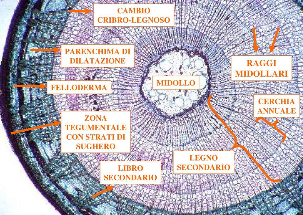 Struttura secondaria del