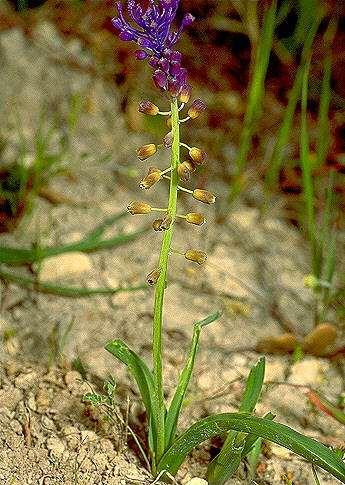 Leopoldia comosa (lampacione)