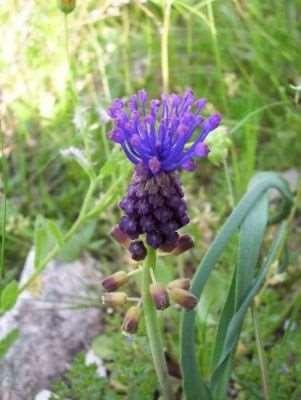 fertili patenti all antesi e fiori