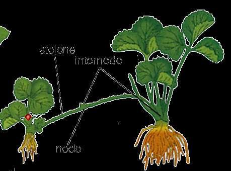 MODIFICAZIONI DEL FUSTO STOLONI: fusti orizzontali che si