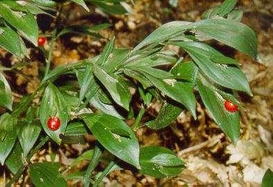 Ruscus hypoglossum (pungitopo a foglie