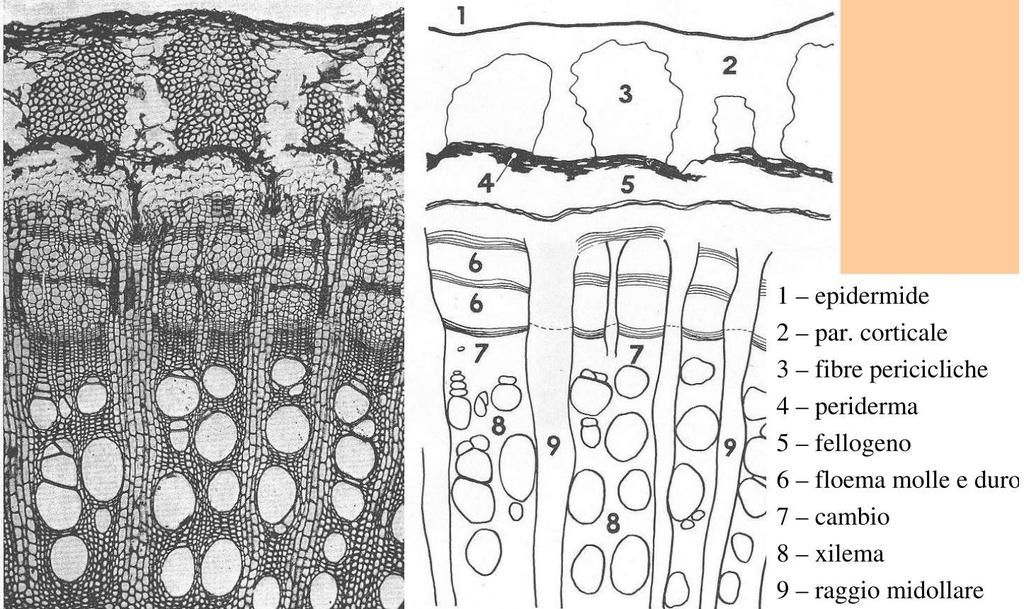 ANATOMIA DI UN TRALCIO