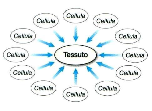 ISTODIFFERENZIAMENTO E la progressiva organizzazione delle varie popolazioni cellulari in tessuti diversi. T.