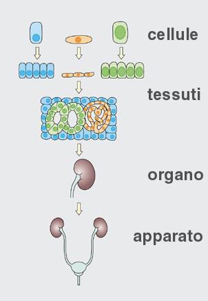Cellule, tessuti, organi ed