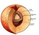 IL FRUTTO Morfologia seme