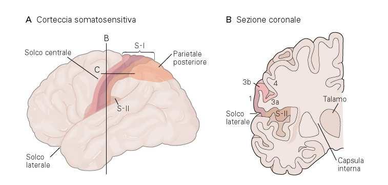 Il tatto: un circuito condiviso nella corteccia somatosensoriale per