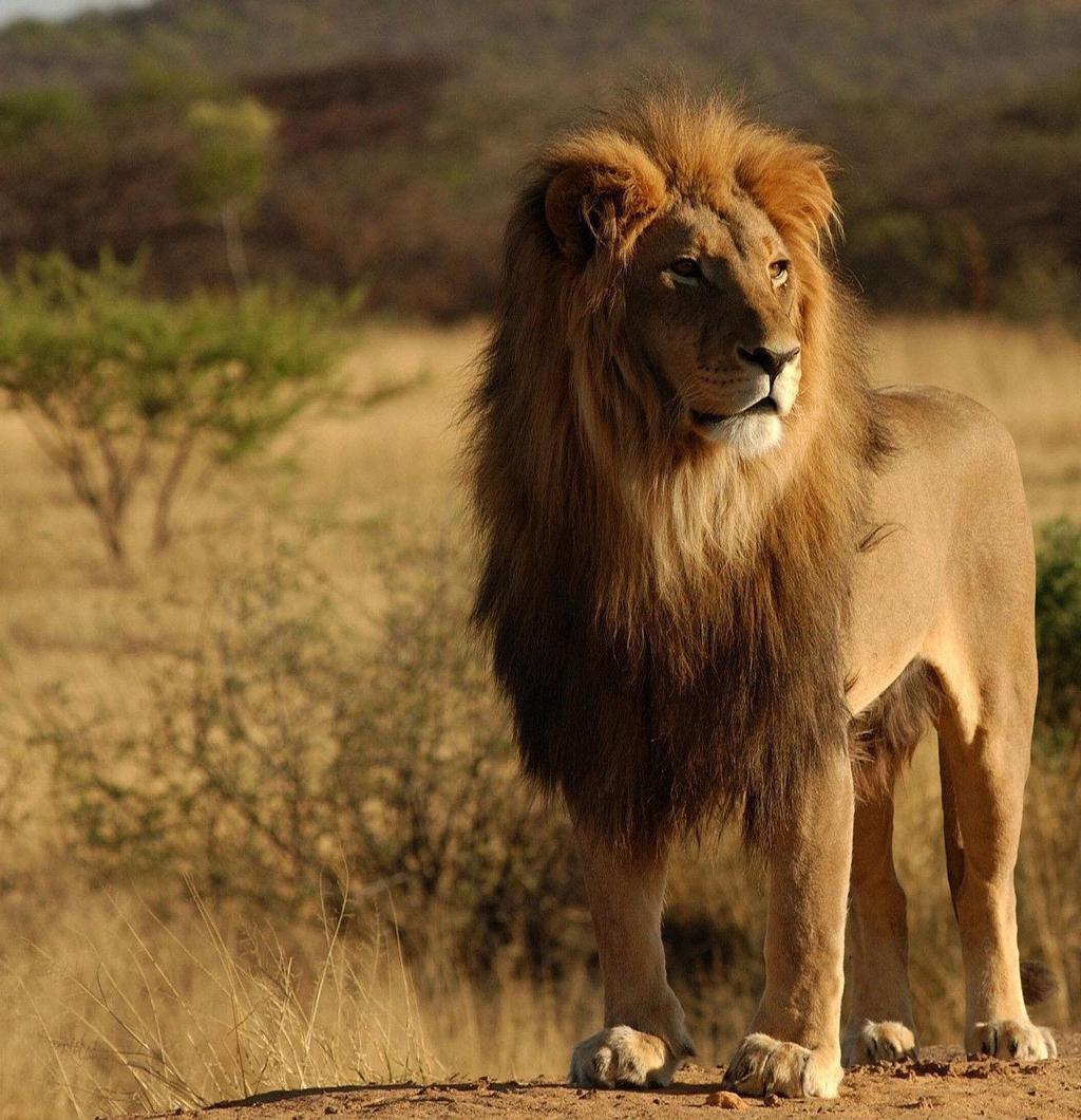 Safari di gruppo in tanzania