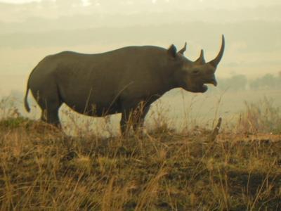 Nel Cratere del Ngorongoro vivono oltre 30.