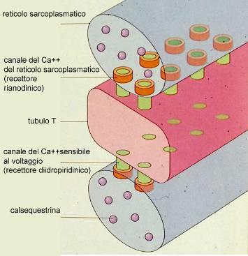 La triade Pompe del calcio (ATPasi Ca++/Mg++