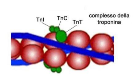 per comprendere il ruolo del Ca++