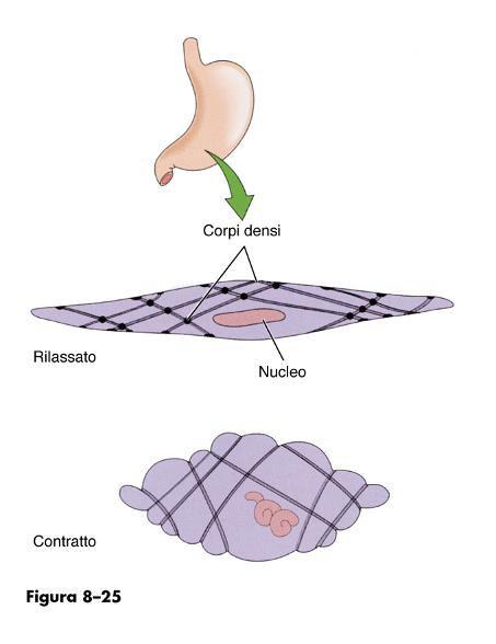 membrana plasmatica e citoplasmatici,