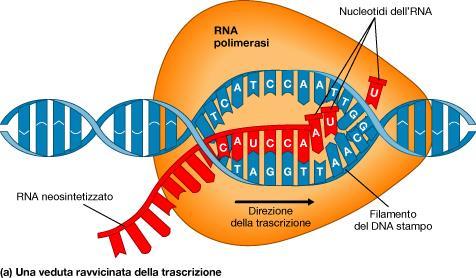 La trascrizione RNA