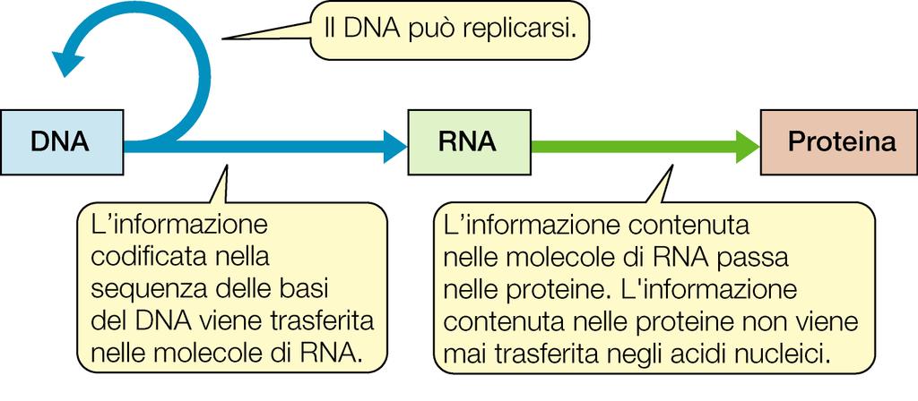 Dogma centrale