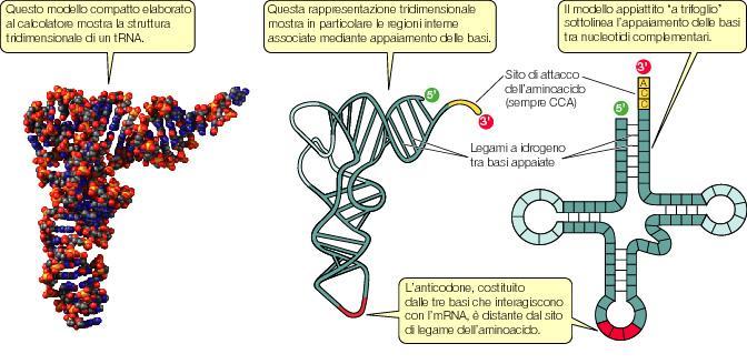 Struttura del trna RNA di
