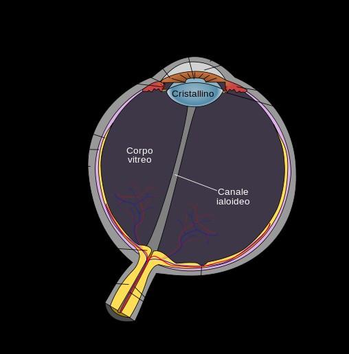 Occhio La cornea converte la maggior parte dei raggi, l'iride è un