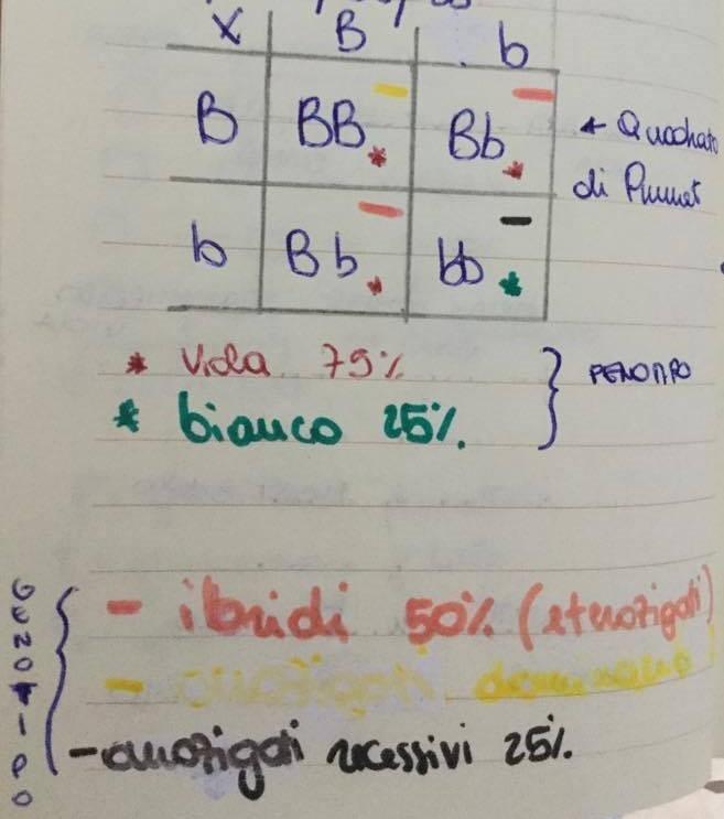 All inizio, ricordando che alla base del processo di riproduzione c è il processo della meiosi, che porta alla produzione dei gameti, cioè di cellule aploidi, abbiamo optato per un sistema di linee