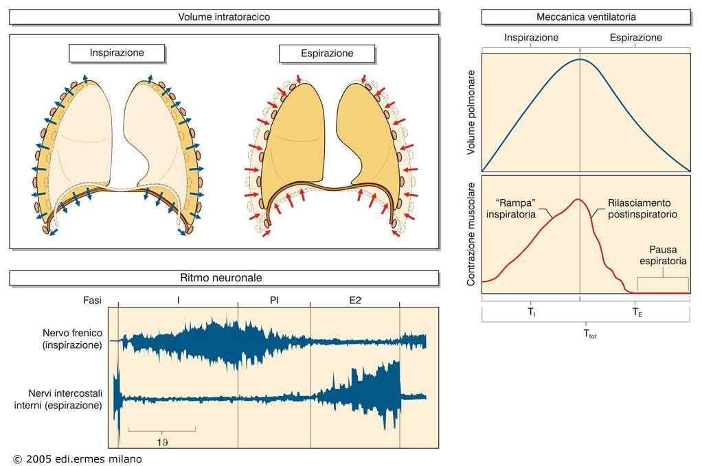 Ciclo respiratorio divisibile in: Fase inspiratoria (I): l aumento graduale (a rampa) dell attività del n. frenico (attivazione diaframma) assicura un graduale aumento del volume polmonare.