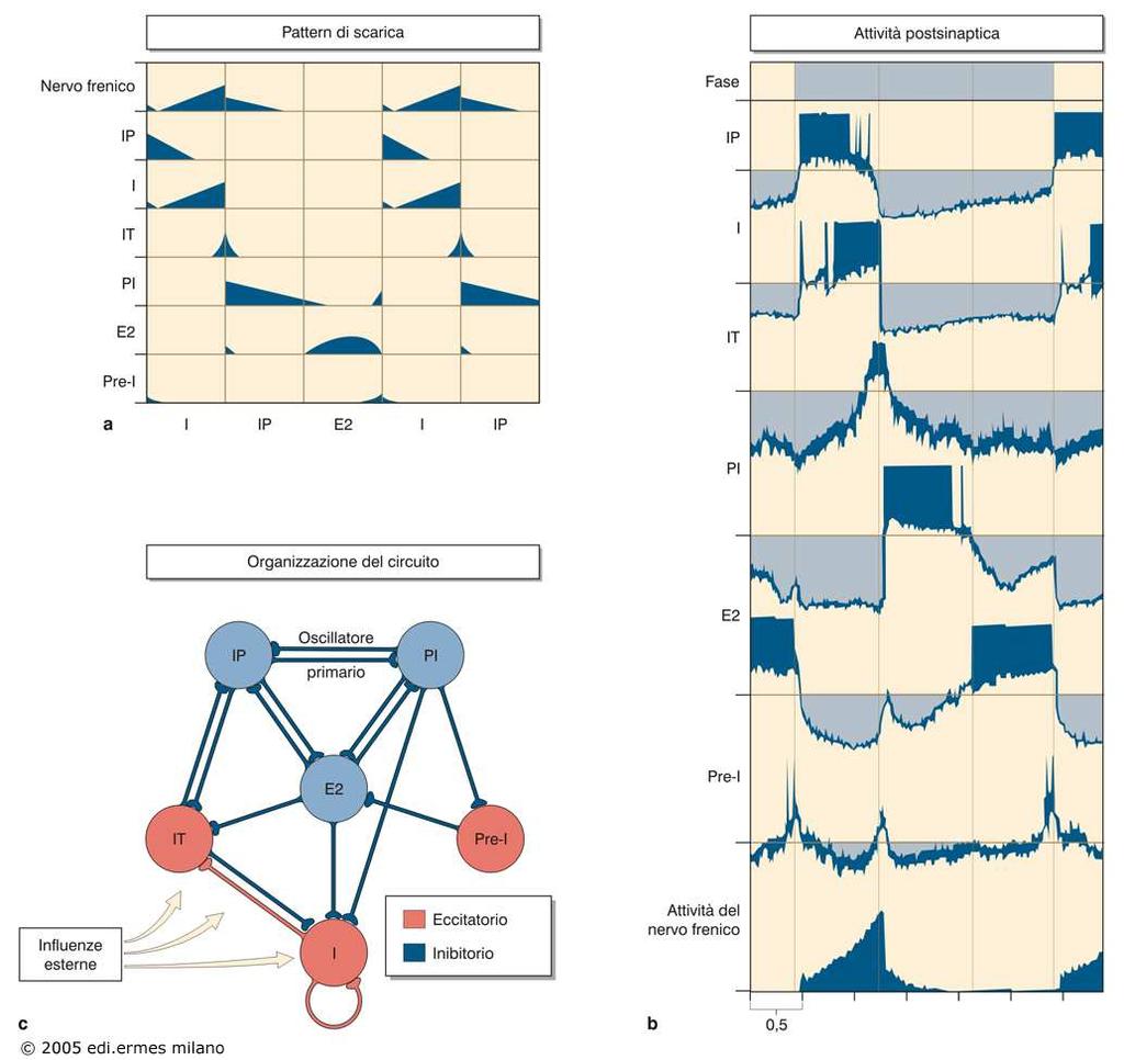 Il pattern di scarica dei neuroni respiratori deriva da: 1) proprietà intrinseche di membrana 2) connessioni sinaptiche eccitatorie ed inibitorie della rete neuronale.