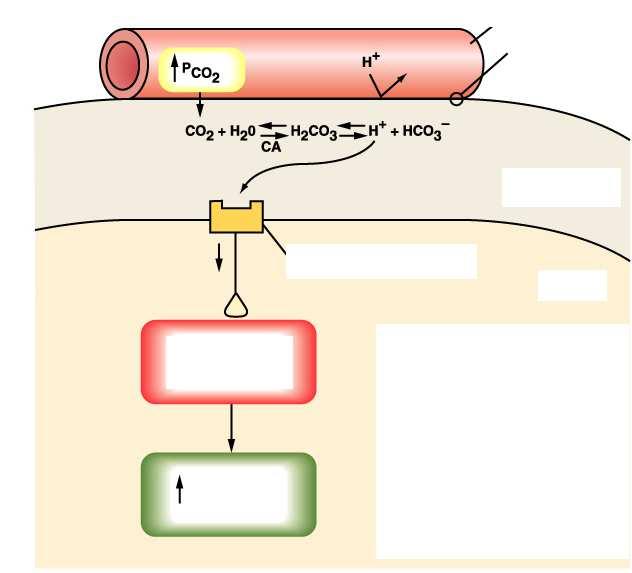 Capillare Barriera ematoencefalica Liquor Scarso effetto tampone per bassa concentrazione proteine Chemocettore centrale Bulbo