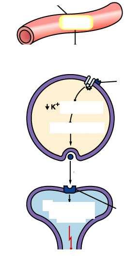 Vaso po 2 Se non c è O 2 combinato con il sensore i canali K + -O 2 si chiudono permeabilità K + Depolarizzazione Ca 2+ Attivazione afferenza Liberazione Dopamina Sensore O 2 (proteina contenente