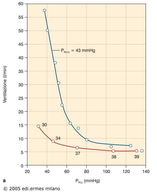 Incremento ventilazione in risposta a po 2 in condizioni in cui la pco 2 : diminuisce è mantenuta costante Situazioni simili si creano nell ipossia: