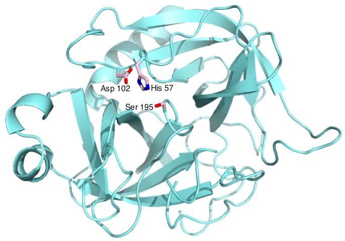 Alfa-Chimotripsina Serina-Proteasi Nel sito attivo presenta -Asp -Ser -His Presenta