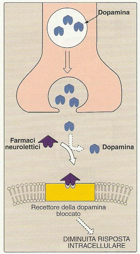 Azioni bloccanti sui recettori dopaminergici dei farmaci antipsicotici tipici Inizialmente aumento attività