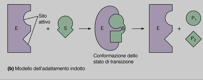 modello dell adattamento indotto di Koshland L enzima ha un sito che può alloggiare in modo specifico un substrato ma questo sito