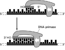 Le nuove catene di DNA per essere sintetizzate hanno bisogno di un INNESCO (PRIMER) di RNA di 10 basi sintetizzato dalla