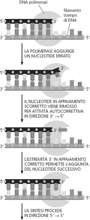 Si aggiungono sequenze ripetitive a 3 dello stampo 3.