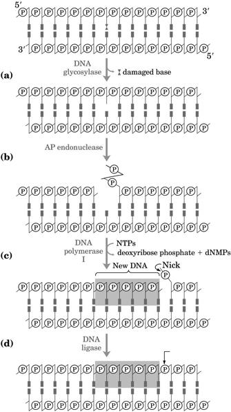 NUCLEASI RISINTESI All OH in 3 del filamento