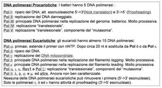 Le DNA polimerasi sono specializzate in ruoli differenti all interno della cellula 39