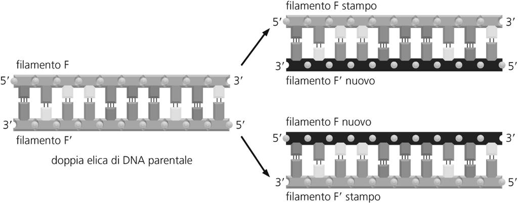 complementare a quella del filamento opposto 5 Si