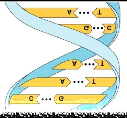 2. DUPLICAZIONE Il DNA deve essere copiato Una