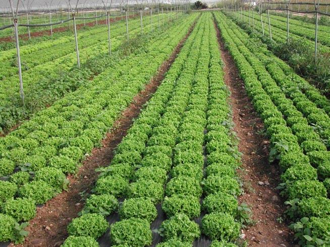 Spinelli Azienda Agricola, Villafranca (VR) Azienda agricola specializzata nella produzione di insalate a cespo in pieno campo destinate al mercato nazionale.