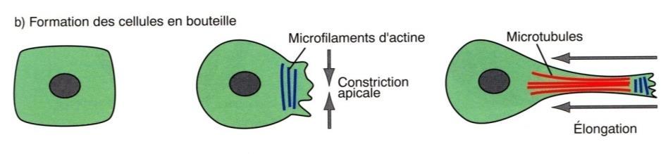 diventando cellule a bottiglia ( faringe) Le