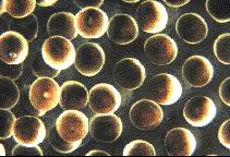 Vertebrati tetrapodi Facile allevamento Sviluppo esterno e pianificabile Uova relativamente grandi (circa 1 mm) Pigmentazione delle uova che permette di