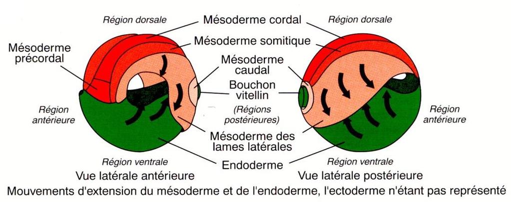 MECCANISMI Secrezione da parte dell ectoderma di matrice ricca di