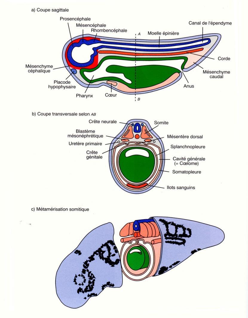 Formazione delle tre vescicole cerebrali primarie (prosencefalo, mesencefalo, rombencefalo) Suddivisione del prosencefalo in telencefalo e diencefalo Formazione