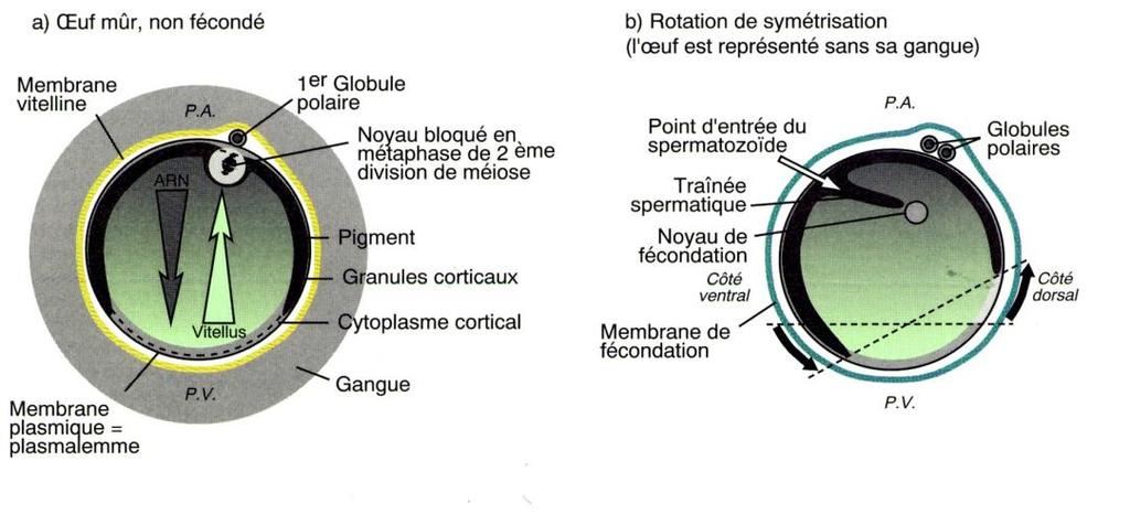 In seguito alla rotazione corticale (rotazione di