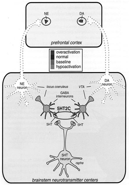 Recettori 5HT 2C : effetto inibitorio sul rilascio di dopamina e noradrenalina nella corteccia prefrontale Norquetiapina, Olanzapina e