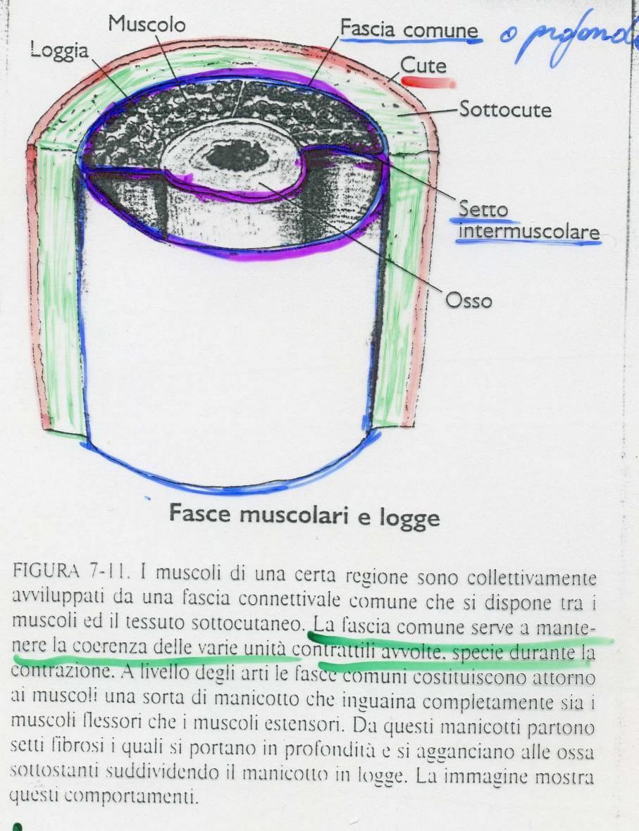 Fascia Profonda o Comune a livello degli arti -> logge muscolari VINCOLA: Impedisce che i