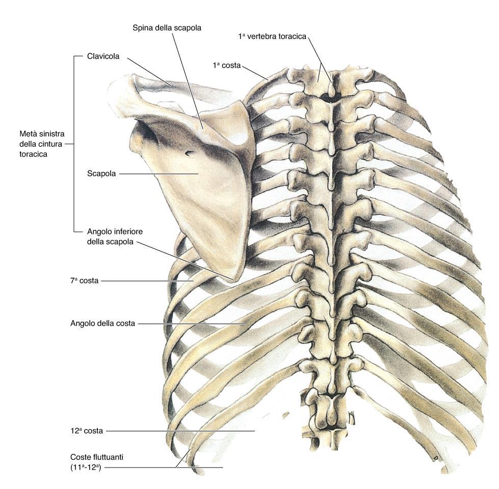 Scapola-> base mobile su