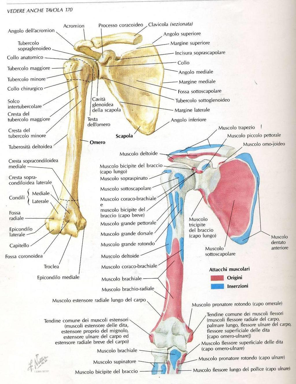 Struttura Scapola, Clavicola, Omero con attacchi