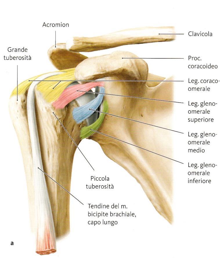 Ligamenti Gleno-Omerali (ant) Impediscono lussazioni anteriori della testa omerale